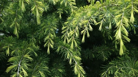 Coniferous background Video stock 107583549