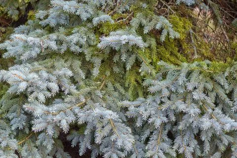 Coniferous background made of Christmas tree branches. Macro photography of t Stock Photos