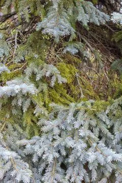 Coniferous background made of Christmas tree branches. Macro photography of t Stock Photos