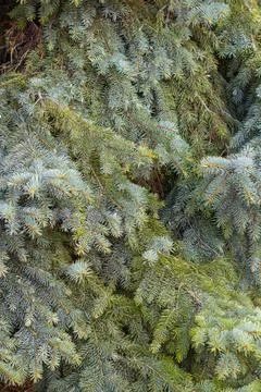 Coniferous background made of Christmas tree branches. Macro photography of t Stock Photos
