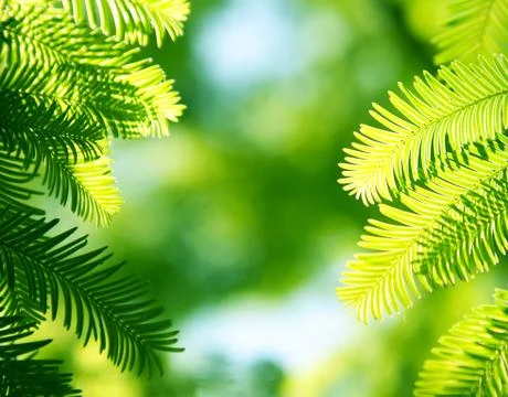 Coniferous background Stock Photos
