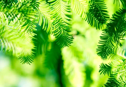Coniferous background Stock Photos