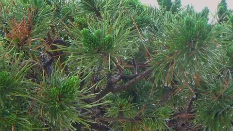 Coniferous bonsai in the Park Stock Footage 109201062