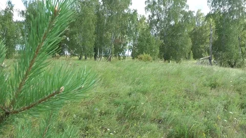 Coniferous branch on the background of the field and forest Stock Footage 119832979