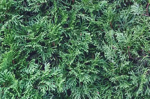 Coniferous branch background Stock Photos