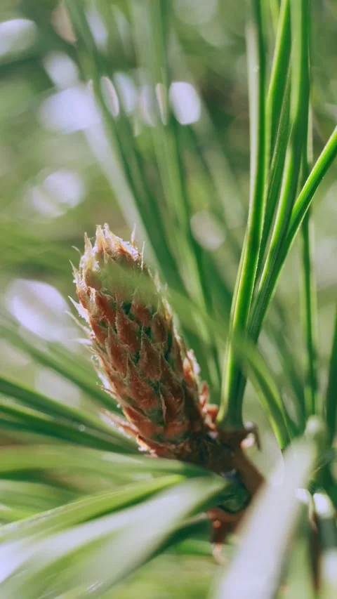 Coniferous branch in the forest close-up. Stock Footage 153652920