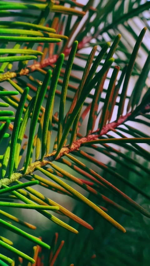 Coniferous branch in the forest close-up. Stock Footage 153652924