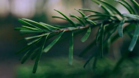 Coniferous branch in the forest close-up. Stock Footage 153653210