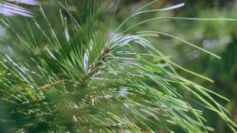 Coniferous branch in the forest close-up. Stock Footage 153653230