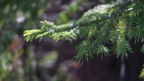 Coniferous branch in the forest close-up. Stock Footage 153653300