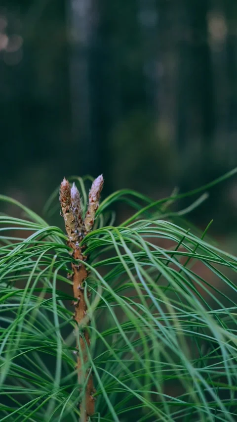 Coniferous branch in the forest close-up. Stock Footage 153653319