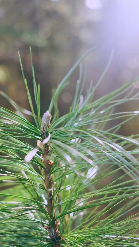 Coniferous branch in the forest close-up. Stock Footage 153653371