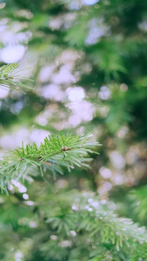 Coniferous branch in the forest close-up. Stock Footage 153653388