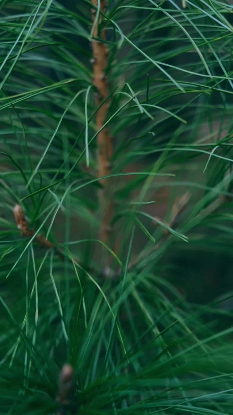Coniferous branch in the forest close-up. Stock Footage 153653410