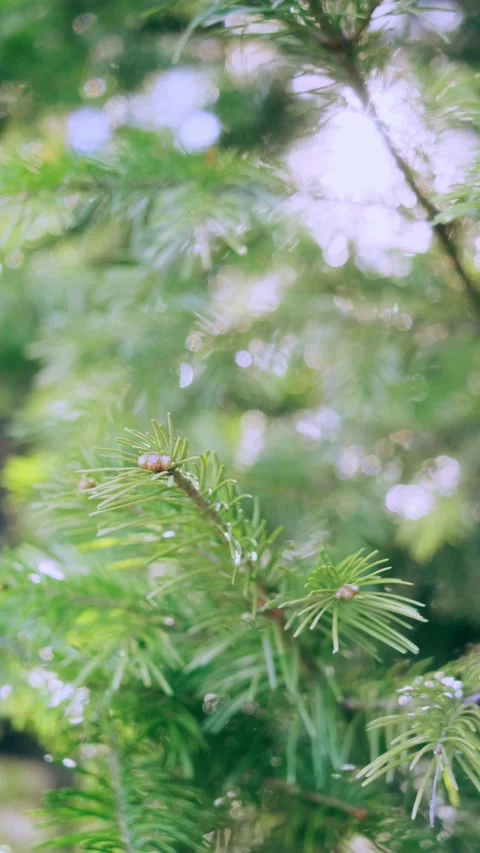 Coniferous branch in the forest close-up. Stock Footage 153653411