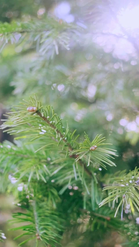 Coniferous branch in the forest close-up. Stock Footage 153653415