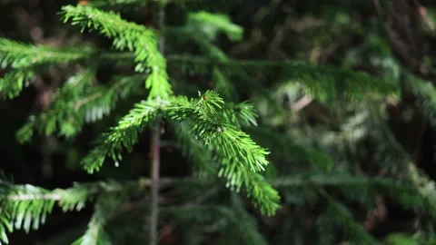 Coniferous branch in the forest close-up. Stock Footage 154188172