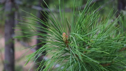 Coniferous branch in the forest close-up. Stock Footage 154188385