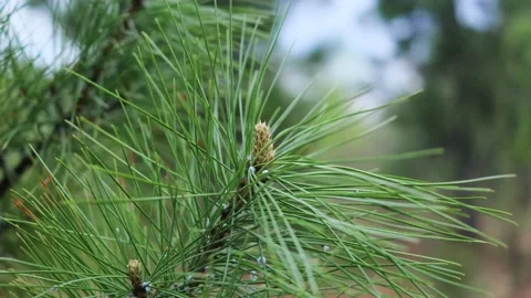 Coniferous branch in the forest close-up. Stock Footage 154188421