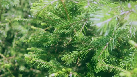 Coniferous branch in the forest close-up. Video stock 154657567
