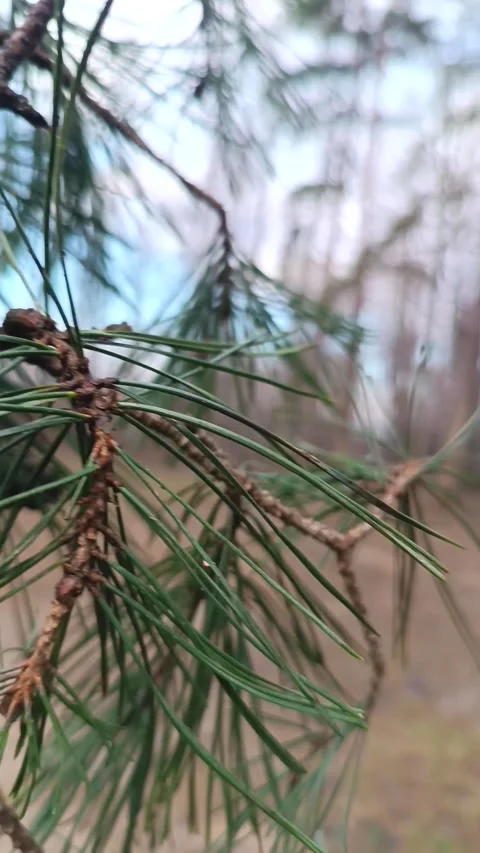 Coniferous branch in the forest Stock Footage 230125491