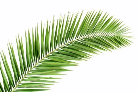 Coniferous branch 库存照片