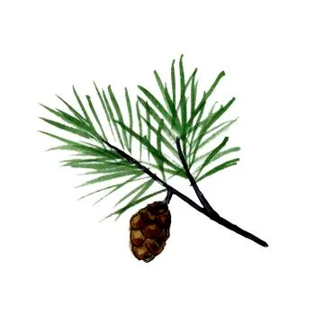 Coniferous branch with pine cone Stock Illustration