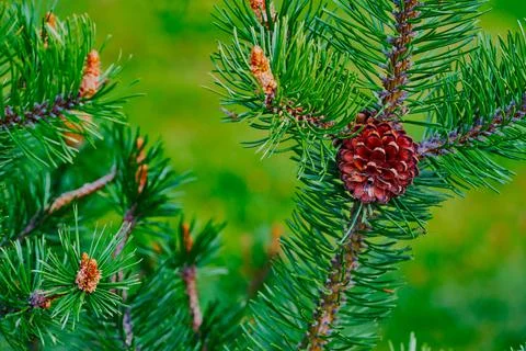 Coniferous branch with pine cones Stock Photos