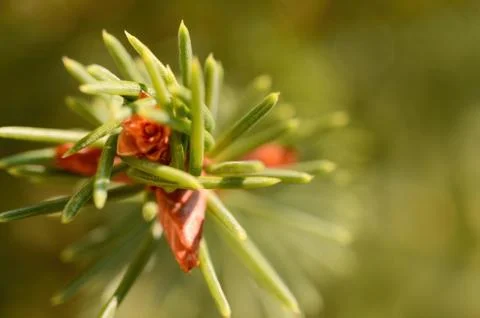 Coniferous branch with small cones Stock Photos