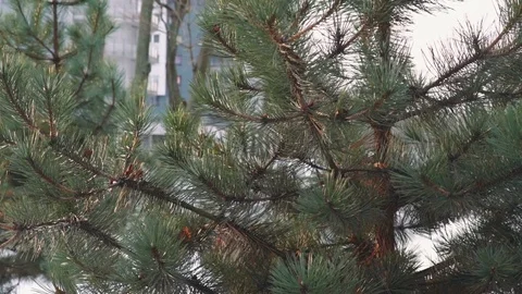 Coniferous branch with sun light Stock Footage 71591646