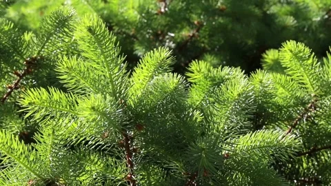 Coniferous branch in sun light Stock Footage 119847939