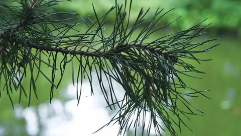 Coniferous branch swaying in the wind. Stock Footage 145454494