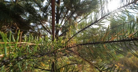 A coniferous branch of a young tree. Green coniferous trees. Stock Footage 95966841