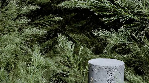 Coniferous branches background and stone podium display. Copy space green Stock Illustration