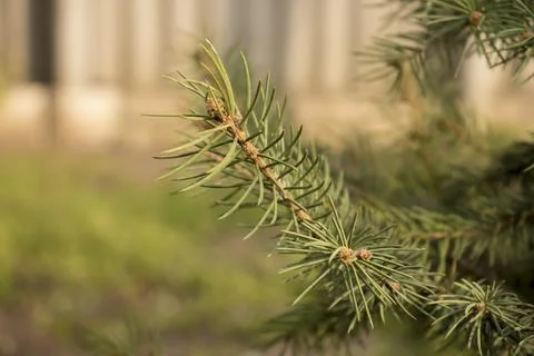 Coniferous branches on a blurred background Stock Photos