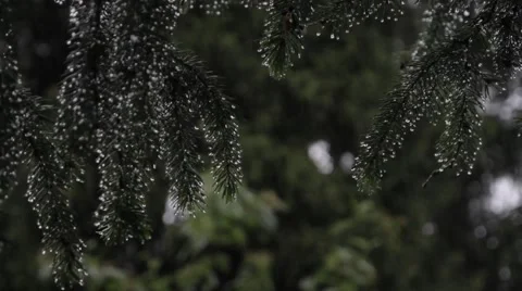 On coniferous branches of a drop of a rain Stock Footage 67810215