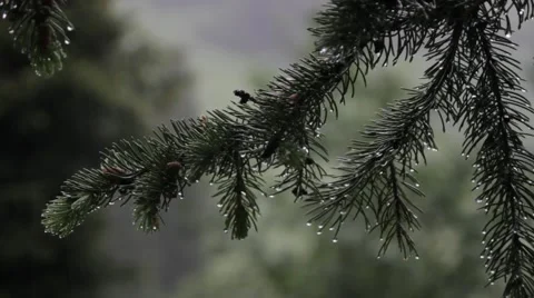 On coniferous branches of a drop of a rain Vídeo Stock 67810650