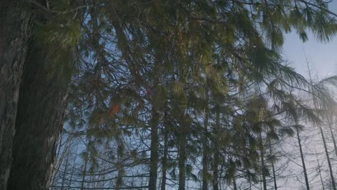 Coniferous branches 動画素材 272604013