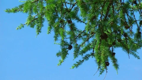 Coniferous branches of larch sway in the wind against Stock Footage 128283289