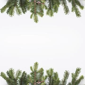 Coniferous branches light desk 1. High quality photo Stock Photos