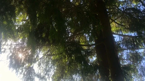 Coniferous branches moving in the wind on a sunny day in forest. Fir tree branch Stock Footage 117832662
