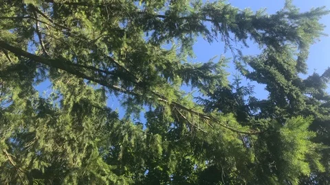 Coniferous branches moving in the wind on a sunny day in forest. Fir tree branch Stock Footage 118306836