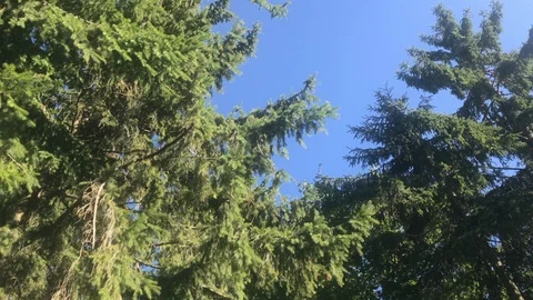 Coniferous branches moving in the wind on a sunny day in forest. Fir tree branch Stock Footage 118308294