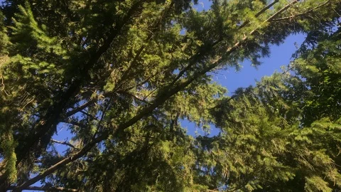 Coniferous branches moving in the wind on a sunny day in forest. Fir tree branch Stock Footage 118308513