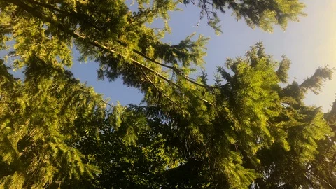 Coniferous branches moving in the wind on a sunny day in forest. Fir tree branch Stock Footage 118337587