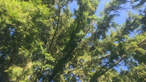 Coniferous branches moving in the wind on a sunny day in forest. Fir tree branch Stock Footage 118338648