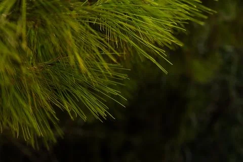 Coniferous branches needles on a tree branch Stock Photos