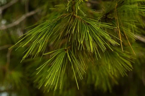 Coniferous branches needles on a tree branch Stock Photos