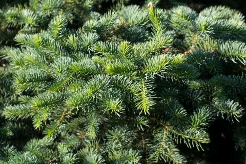Coniferous branches Stock Photos