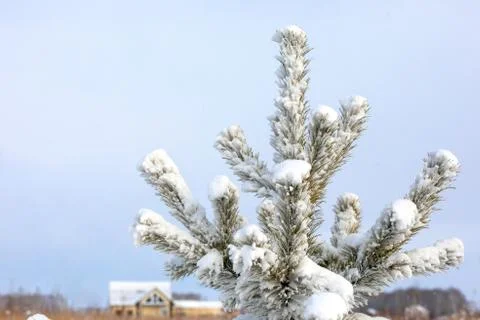Coniferous branches of pine tree covered with snow against blue clear sky. Stock Photos